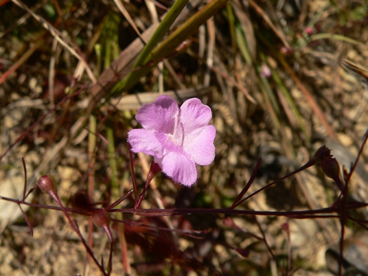 {Agalinis setacea}